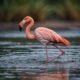 Estratégia de caça curiosa dos flamingos é descoberta
