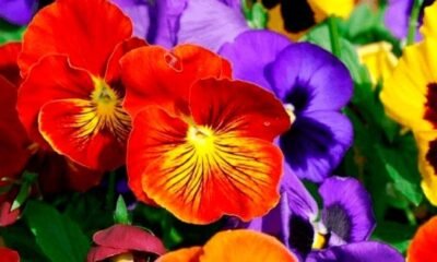 Floricultura brasileira espera aumento de 8% no comercio de flores para o Dia das Mães