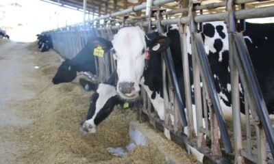 Pesquisa mineira foca em dietas para bovinos a fim de reduzir emissões de gases na pecuária