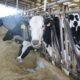Pesquisa mineira foca em dietas para bovinos a fim de reduzir emissões de gases na pecuária