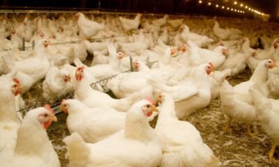 Chile e Uruguai também suspendem compra de frango do Brasil