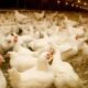 Chile e Uruguai também suspendem compra de frango do Brasil