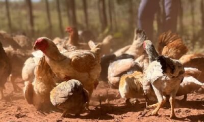 China suspende as compras de frango do Brasil