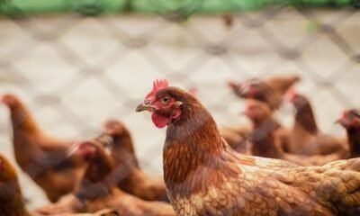 México entra na lista e suspende produtos avícolas do Brasil