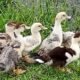 Foco de gripe aviária mata cerca de 90 aves aquáticas em zoológico gaúcho