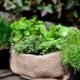 Demanda por plantas aromáticas e medicinais cresce no Brasil