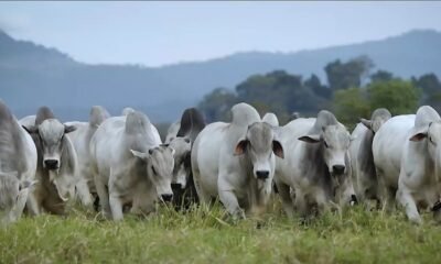 Integração lavoura, pecuária e floresta podem ajudar na recuperação de áreas agrícolas