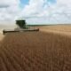 Chuva ‘no ponto’ e cultivares: safra de soja quebra recorde em MT