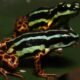 Novo sapo venenoso descoberto na Amazônia é surpreendente