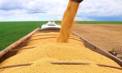 Estimativa aponta crescimento de 9,8% na produção da safra baiana de grãos em 2025