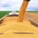 Estimativa aponta crescimento de 9,8% na produção da safra baiana de grãos em 2025