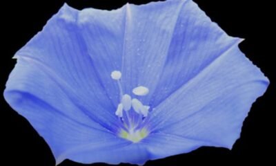 Nova planta de flor azul é descoberta, mas já corre risco de extinção