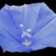 Nova planta de flor azul é descoberta, mas já corre risco de extinção