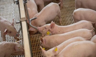 Exportação de carne suína é a segunda maior da história