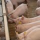 Exportação de carne suína é a segunda maior da história
