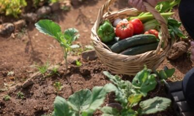 Embrapa destaca que futuro do agro será pautado pela sustentabilidade