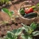Embrapa destaca que futuro do agro será pautado pela sustentabilidade
