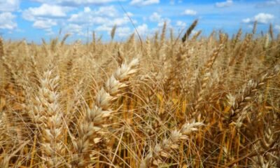 produtores voltam as atenções para o campo