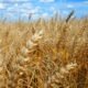 produtores voltam as atenções para o campo