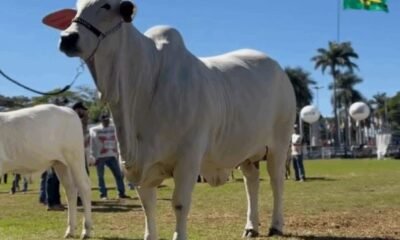 Vaca nelore de R$ 24 milhões é a primeira tetracampeã da ExpoZebu