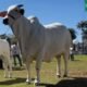 Vaca nelore de R$ 24 milhões é a primeira tetracampeã da ExpoZebu