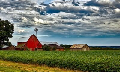 Quais as estimativas de soja para a safra 25/26 após o novo relatório do USDA?