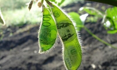 Preços de soja sofreram alterações? Confira as cotações do dia