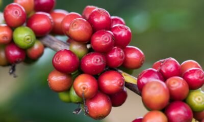 Café tem colheita limitada pela chuva