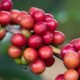 Café tem colheita limitada pela chuva