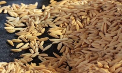 Arroz segue em queda, mas maior demanda limita a retração