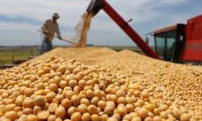Sem seguro? Soja ‘em risco’ com o corte de R$ 445 milhões
