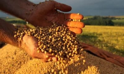 Produção de soja atinge novo patamar e lidera safra; estimativa para grãos sobe 14% em 2025