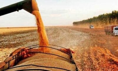 Safra brasileira de soja bate recorde; produção de milho também cresce na segunda colheita