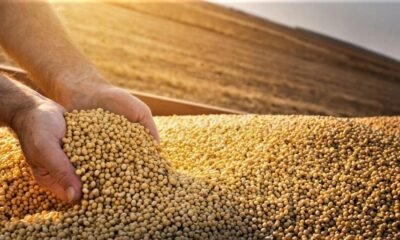 Produtores de soja ‘seguram’ estoques em busca de melhores preços; como foi a semana no mercado?