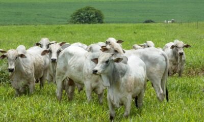 semana começa com bom ritmo de negócios
