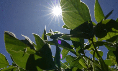 Na reta final da colheita, um ‘aperto de mão’ entre China e EUA pode influenciar o mercado de soja