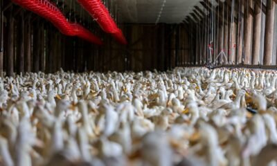 OMSA confirma encerramento de caso em granja comercial no Brasil