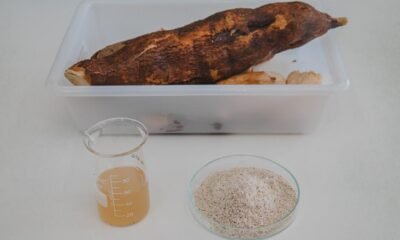 Mandioca açucarada é alternativa para produção de bioetanol, aponta pesquisa