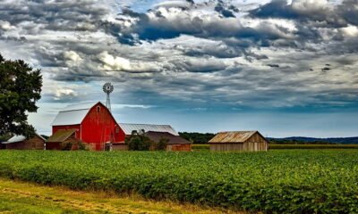 O que diz o relatório do USDA sobre a safra americana de soja?
