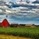 O que diz o relatório do USDA sobre a safra americana de soja?