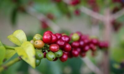 Cafezais de Rondônia sequestram 2,3 vezes mais carbono do que emitem