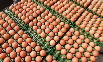 Produção brasileira de carnes deve alcançar 31,5 milhões de toneladas