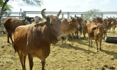 Gado sindi da Embrapa é reconhecido como um dos mais puros do Brasil