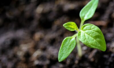 Nufarm retoma operações no país e anuncia lançamento de 15 produtos agrícolas