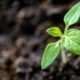 Nufarm retoma operações no país e anuncia lançamento de 15 produtos agrícolas