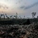 Desmatamento na Amazônia registra aumento de 92% em maio Desmatamento na Amazônia registra aumento de 92% em maio