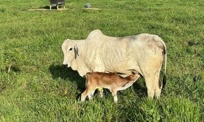como a pecuária de cria no Acre pode evoluir?