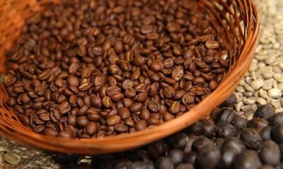 Café: colheita atinge 13,7% na área de atuação da Cooxupé