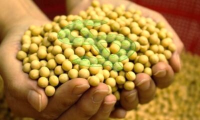 Consultor orienta sobre a safra 25/26 de soja; clima, armazenagem e atenção à alta dos preços estão no radar