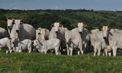 Exportações sustentam preços do boi gordo em mercado de valorização contida